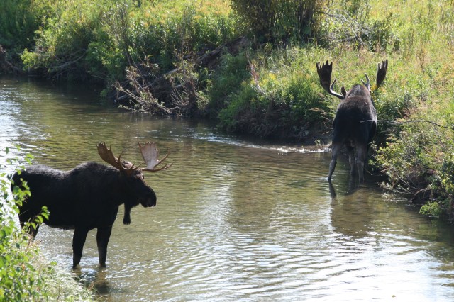 Beide elanden in het water