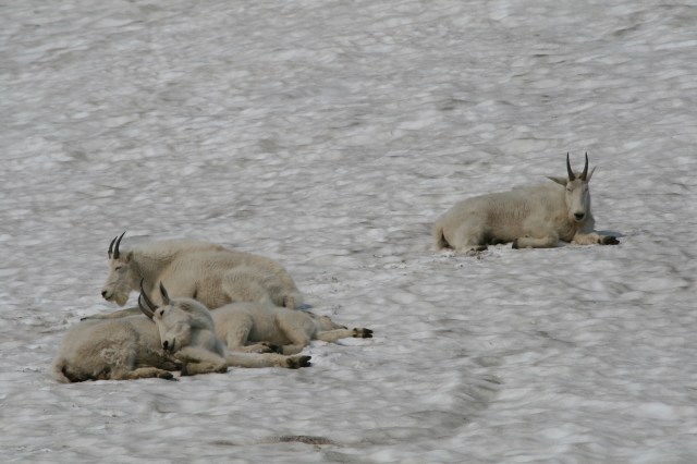 Berggeiten in de sneeuw
