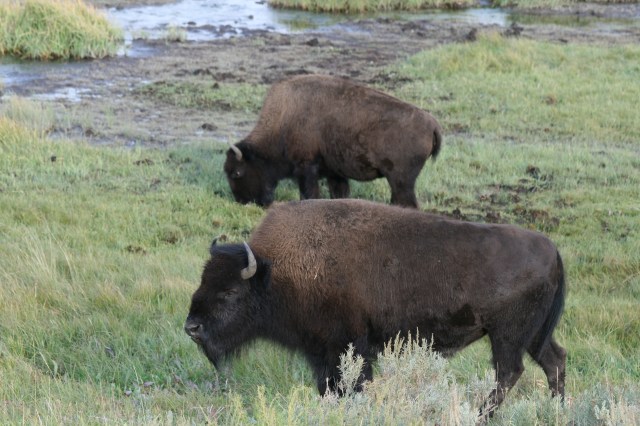 Bizons aan de wandel