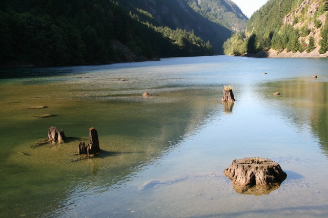 Boomstammen in het water
