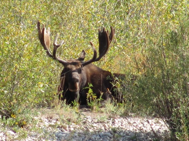 Eland liggend in het gras