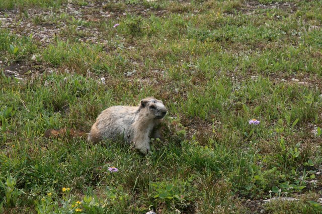 Marmot