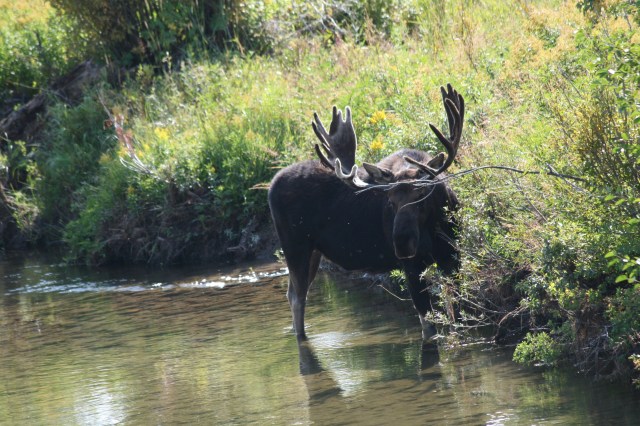 Moose in het water