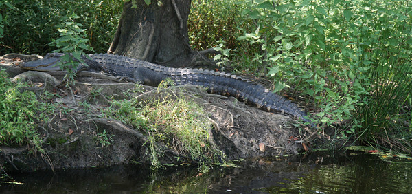 alligator op de oever