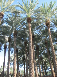 Relaxen bij het zwembad