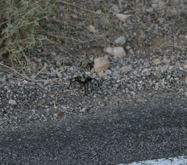 tarantula, bah!
